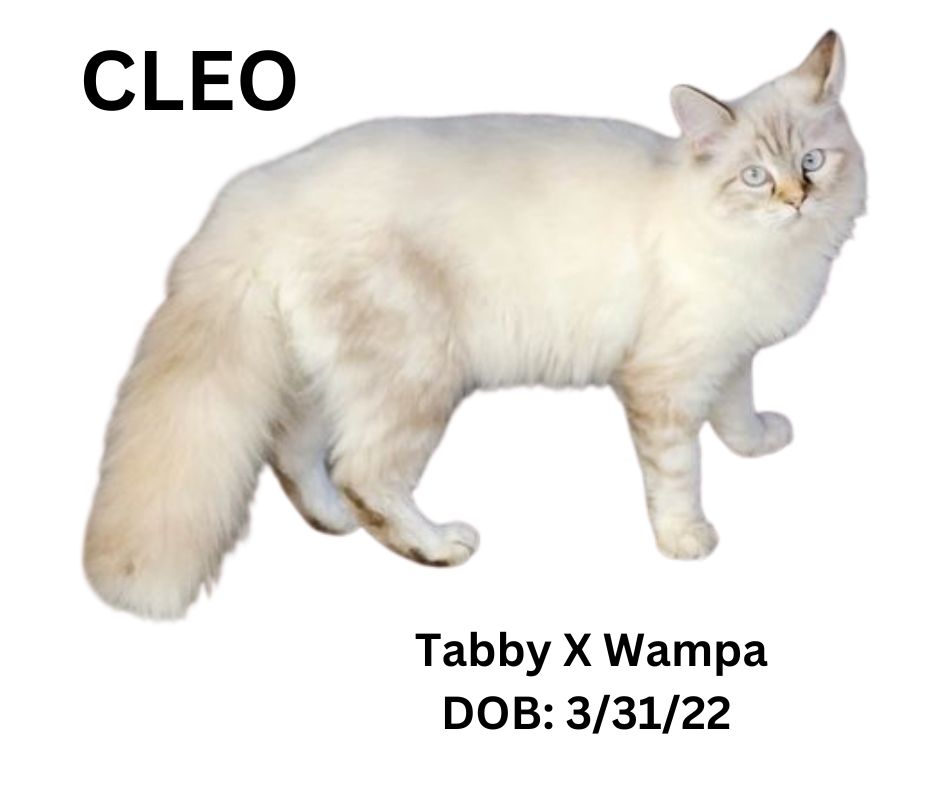 CLEO