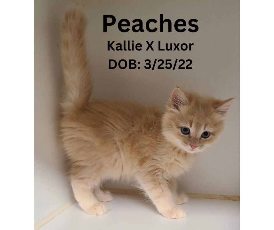 Peaches