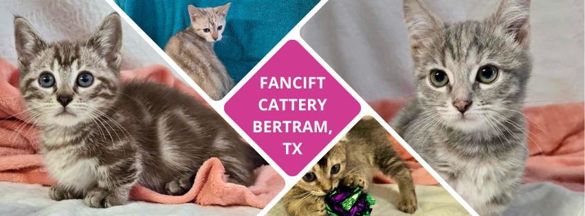 FanciFT Cattery