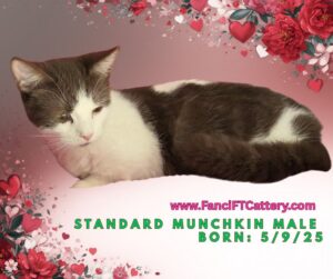 ANDY ~ Male Munchkin