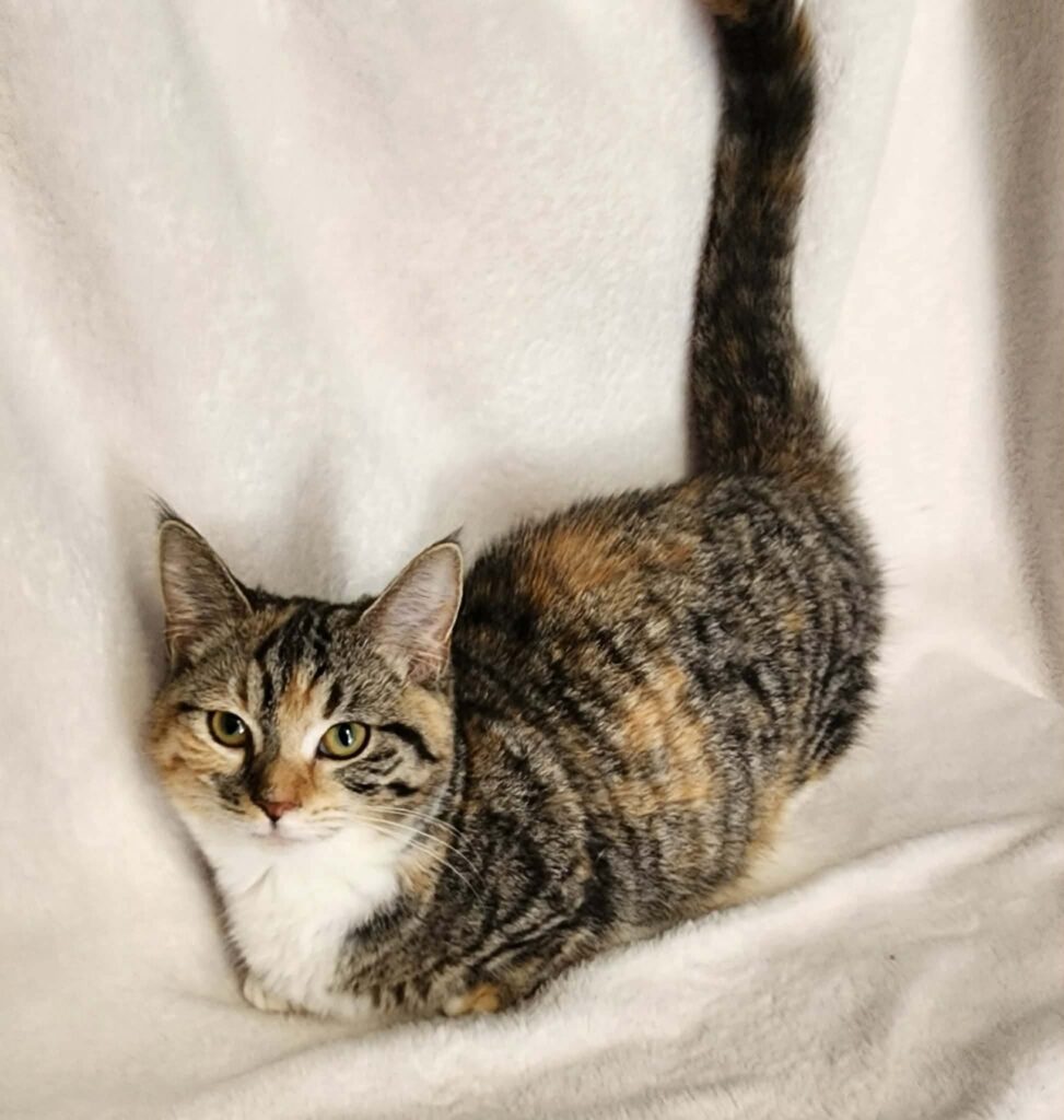 20592cd1f1c3d5dc5eda1a99458c197a