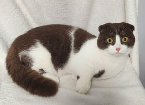 HAN ~ Male Munchkin with Folded Ears aka Scottish Kilt