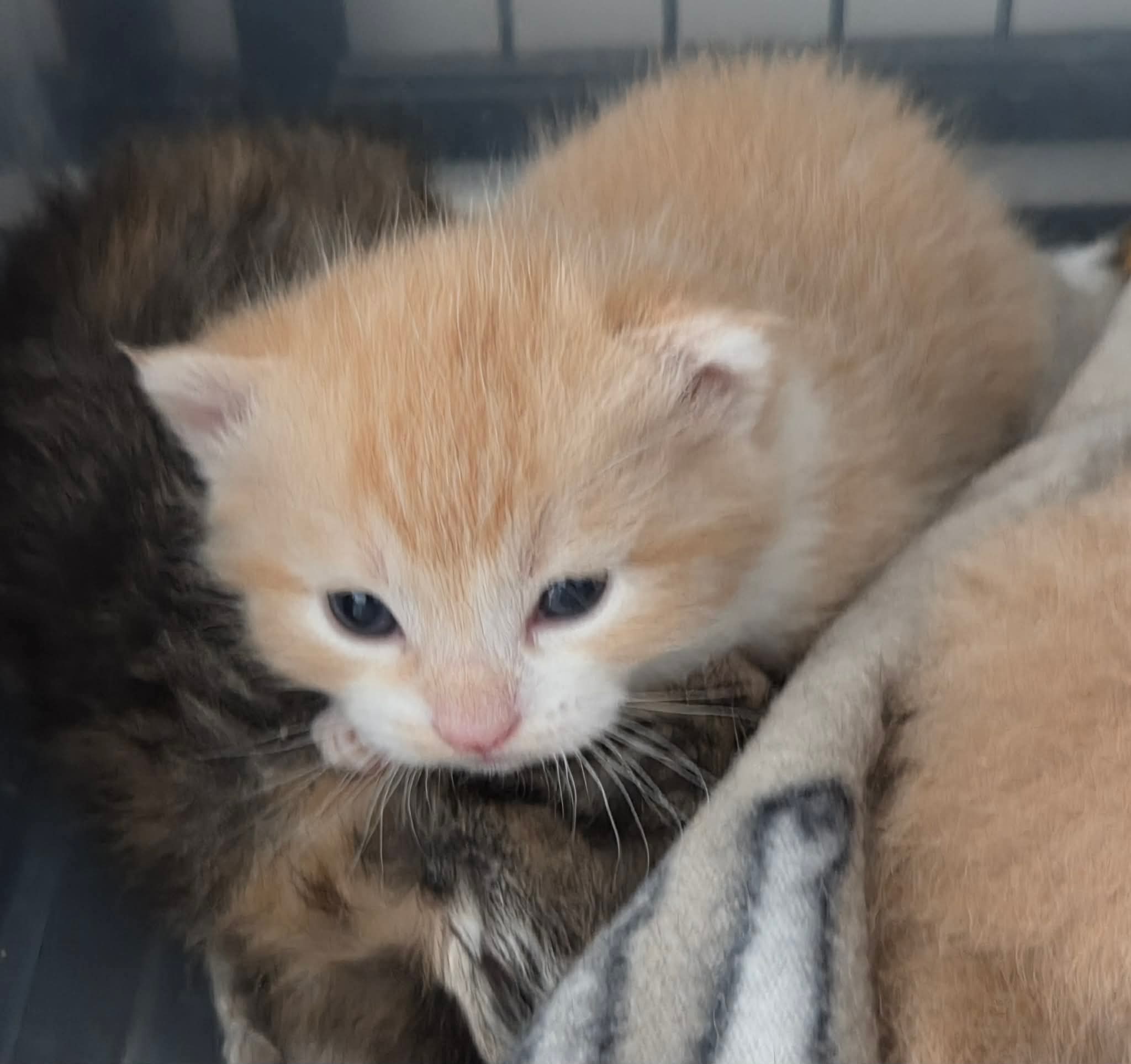 731fa55cf0535a9a8fb4b3581fdcaacc