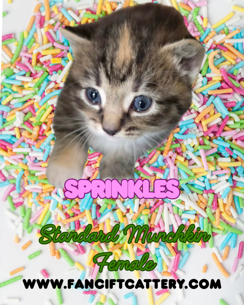 SPRINKLES-3