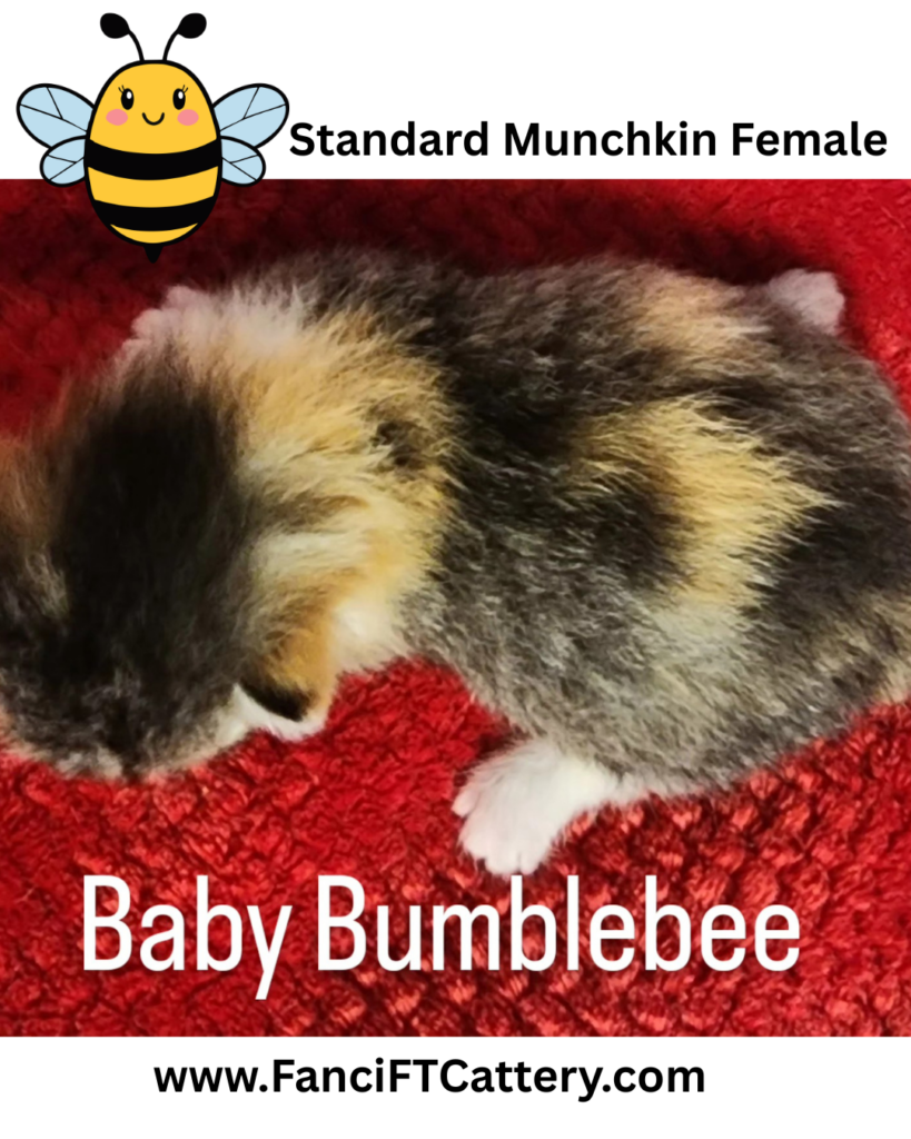 Standard Munchkin Female