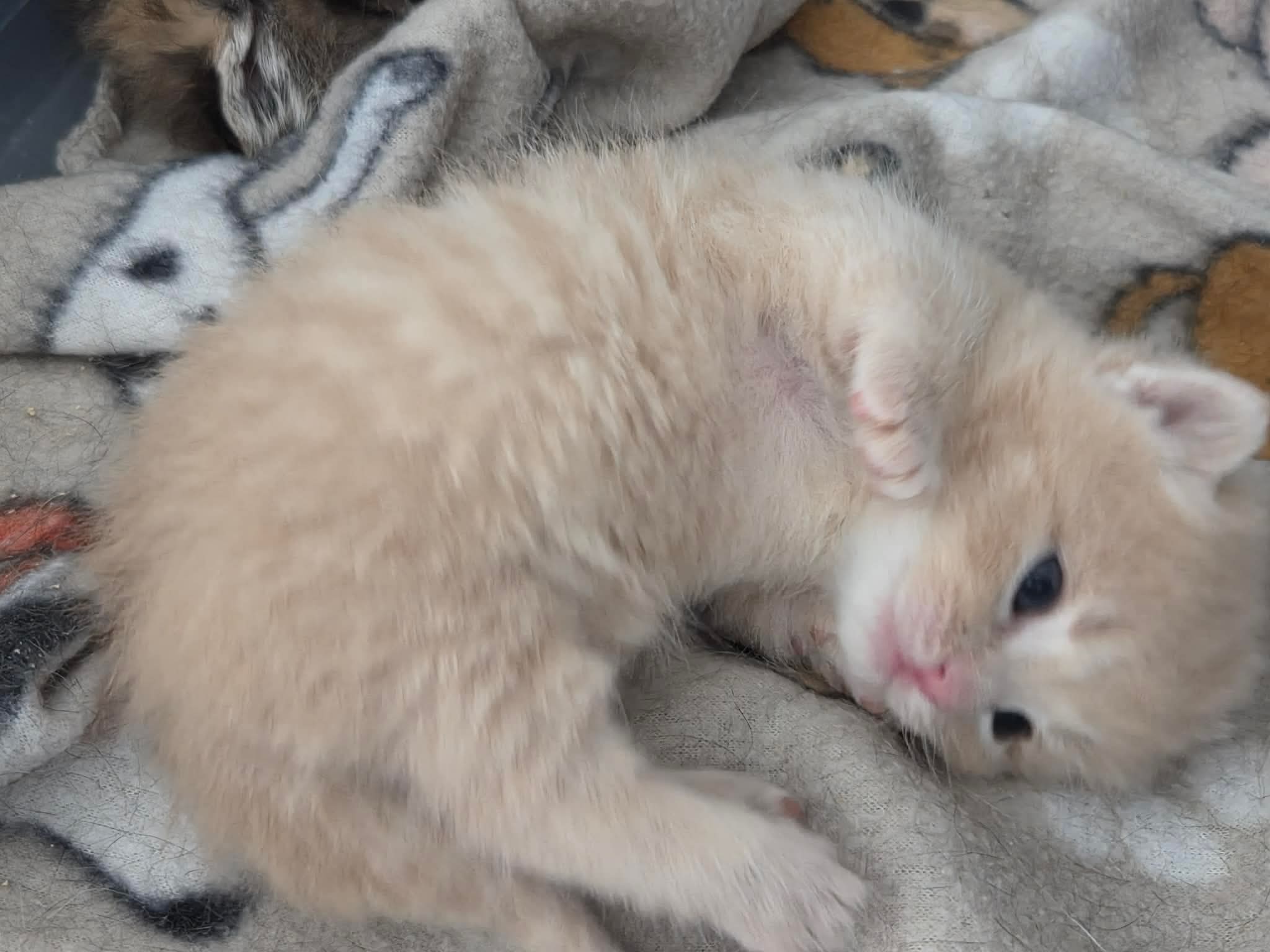 c6caf77bdd216c8db9db82f424d36808