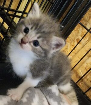 Non-Standard Munchkin male ~ Butterball