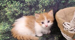 SHERBERT ~ Male Munchkin