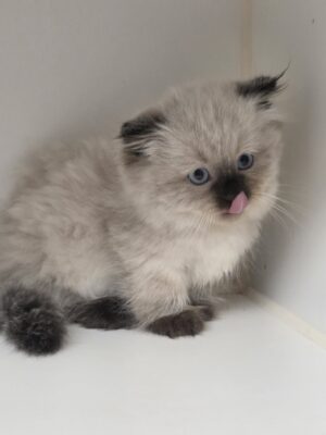 MOCHA ~ Male Munchkin with Folded ears