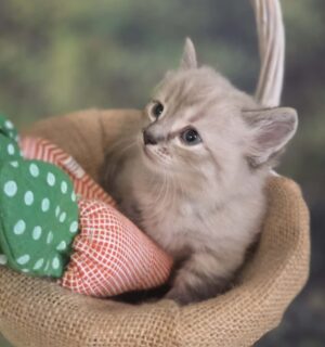 DUSTY ~ Female Munchkin