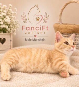 ROLLY ~ Male Munchkin