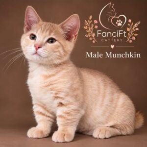 ROLLY ~ Male Munchkin