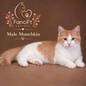 SHERBERT ~ Male Munchkin