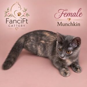 OCEAN ~ Female Munchkin