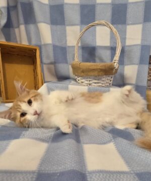 SHERBERT ~ Male Munchkin