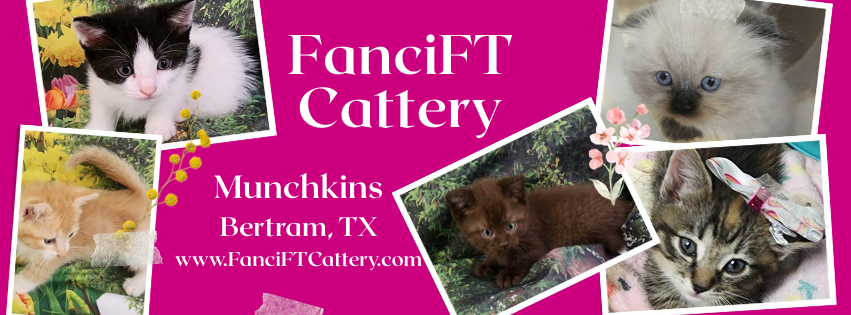 FanciFT Cattery-2