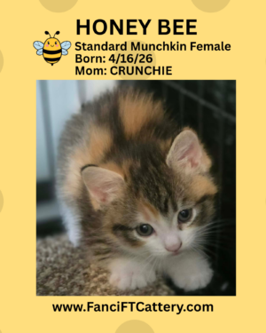 HONEYBEE ~ Female Munchkin