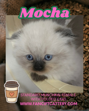 MOCHA