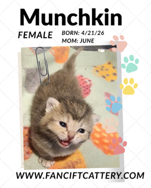 MUNCHKIN FEMALE