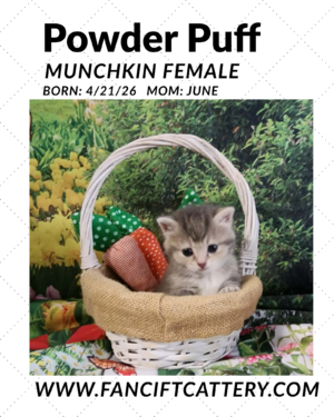 Female Munchkin kitten ~ Powder Puff