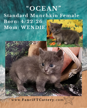 OCEAN ~ Female Munchkin