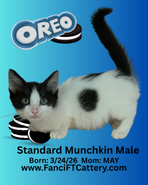 OREO ~ Male Munchkin