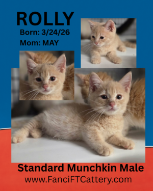 ROLLY ~ Male Munchkin