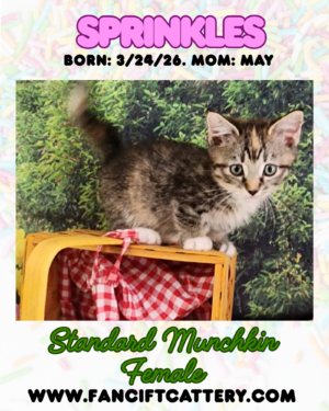 Female Munchkin Kitten ~ SPRINKLES