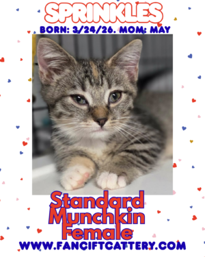 Female Munchkin Kitten ~ SPRINKLES