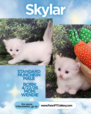 Standard Munchkin male ~ SKYLAR