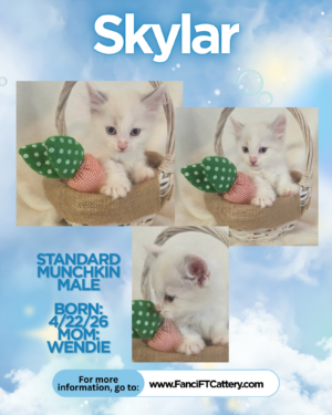 Standard Munchkin male ~ SKYLAR