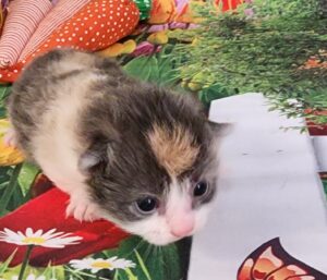 BLOSSOM ~ Standard Munchkin Female