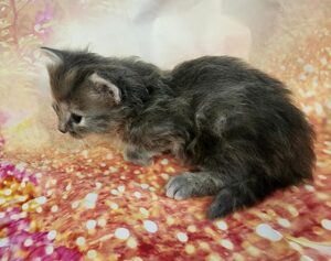 TULIP ~ Standard Munchkin Female