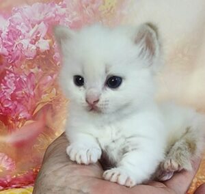 LOTUS ~ Standard Munchkin Female