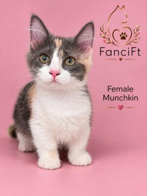 BLOSSOM ~ Standard Munchkin Female