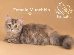 TULIP ~ Standard Munchkin Female