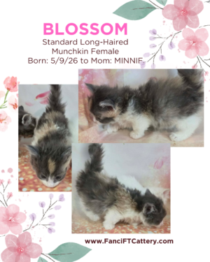 BLOSSOM ~ Standard Munchkin Female