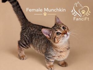 JASMINE ~ Standard Munchkin Female