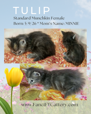 TULIP ~ Standard Munchkin Female