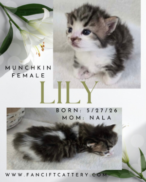 LILY ~ Standard Munchkin Female