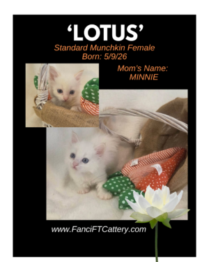 LOTUS ~ Standard Munchkin Female