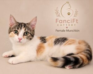 WAVERLY ~ Female Munchkin