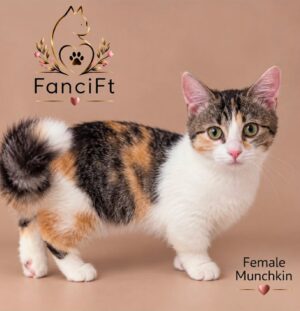WAVERLY ~ Female Munchkin