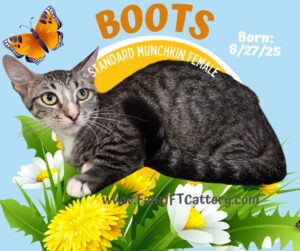 BOOTS ~ Standard Female