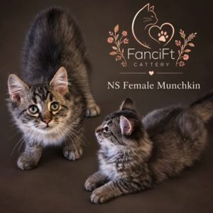 Non Standard Munchkin Female