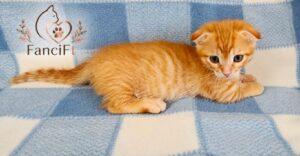 SUNNY: Red & White ~ Male Munchkin Fold kitten