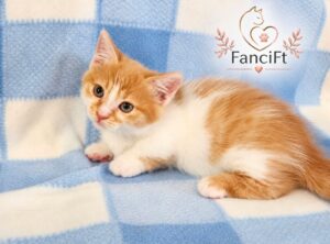 Red & White ~ Male Munchkin