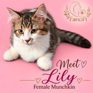 LILY ~ Standard Munchkin Female