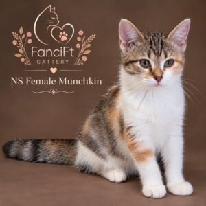 Non-Standard Munchkin Calico Female