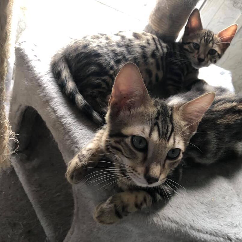 104868010_3417713688259025_3504982581608282958_n